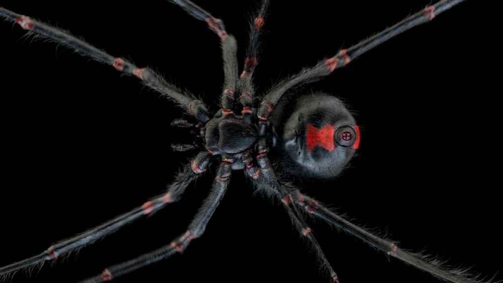 black widow