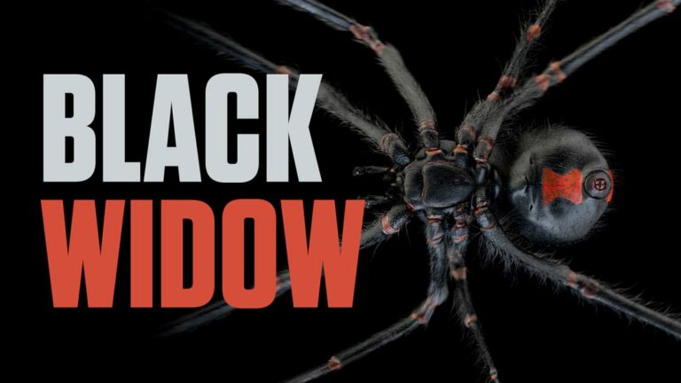 Black Widow