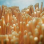 Cinema 4D Underwater Sea Anemone