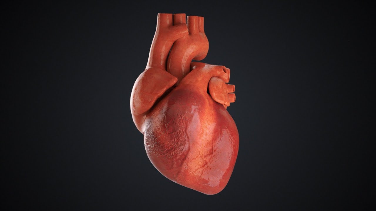 C4D Heart Beat Cinema 4D Tutorial Free Project